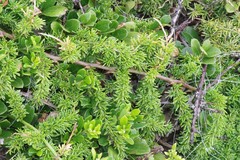 Asparagus densiflorus