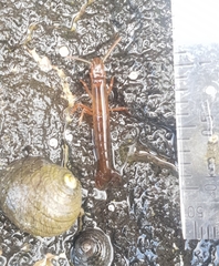 Betaeopsis aequimanus