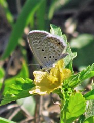 Hemiargus hanno hanno