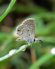 Hemiargus hanno hanno