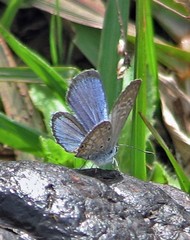 Hemiargus hanno hanno