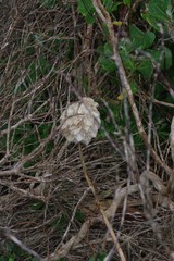Veltheimia bracteata