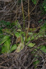 Veltheimia bracteata