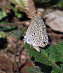Hemiargus hanno hanno