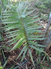 Zamia lacandona