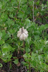 Veltheimia bracteata