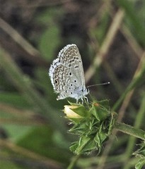 Hemiargus hanno hanno