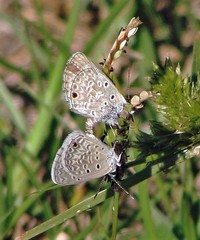Hemiargus hanno hanno