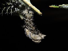 Colobura dirce dirce