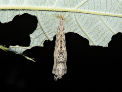 Colobura dirce dirce