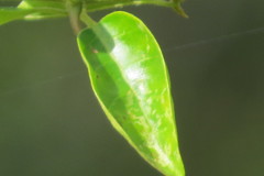 Pisonia aculeata image