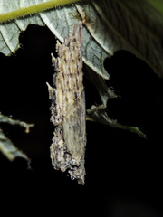 Colobura dirce dirce