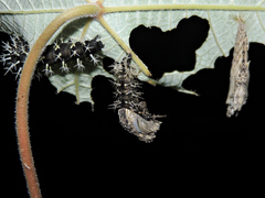 Colobura dirce dirce