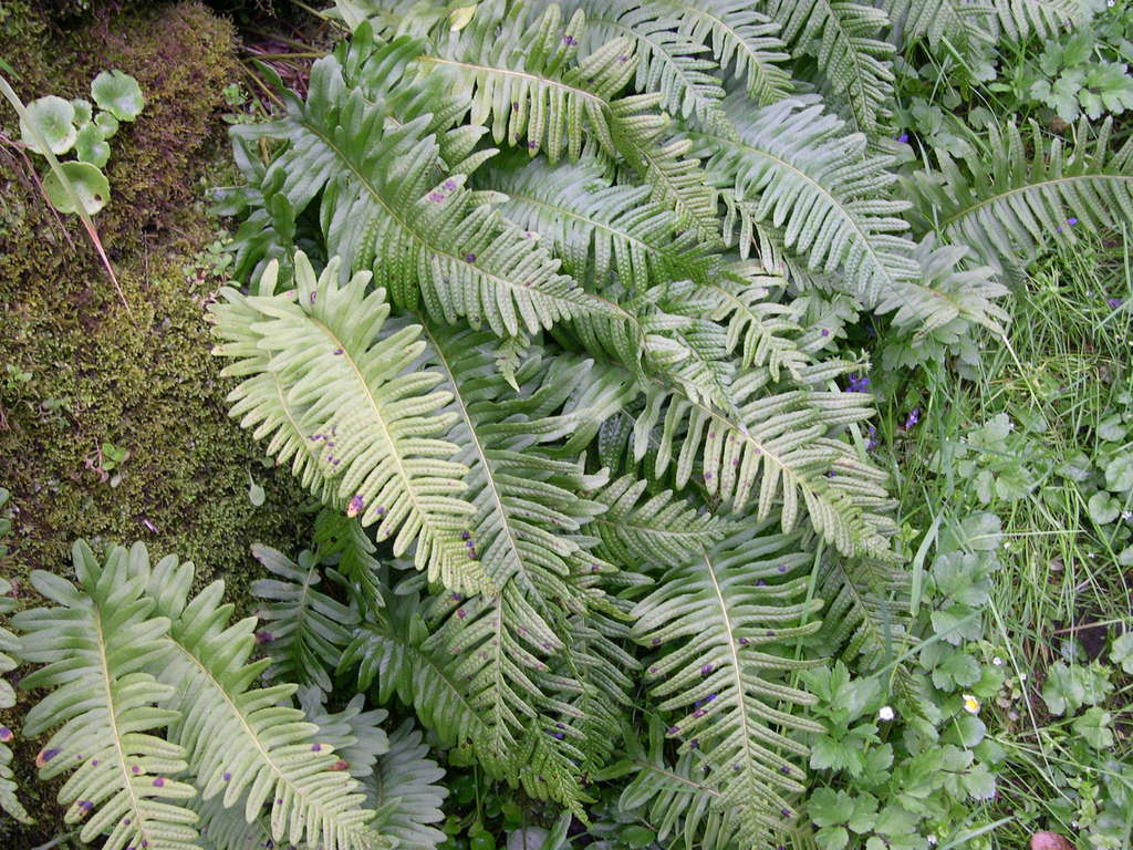 Polypodium × shivasiae