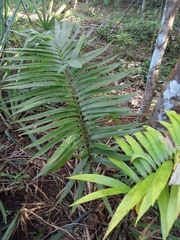 Zamia lacandona
