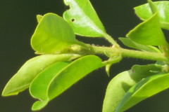 Pisonia aculeata image