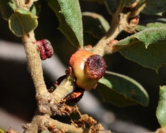 Disholcaspis prehensa