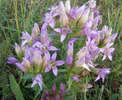 Gentianella austriaca