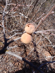 Disholcaspis pruniformis