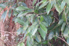 Sideroxylon salicifolium image