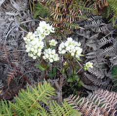 Gentianella chathamica