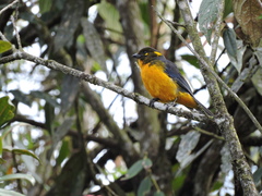 Anisognathus lacrymosus