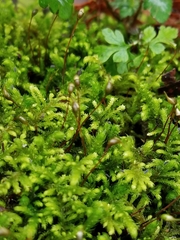 Claopodium