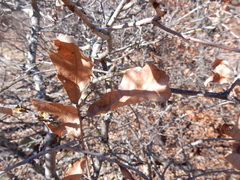 Disholcaspis pruniformis