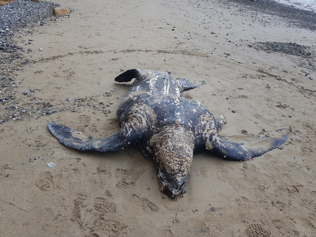 Leatherback Sea Turtle from Long Beach NSW 2536, Australia on December ...