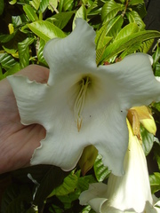 Beaumontia grandiflora