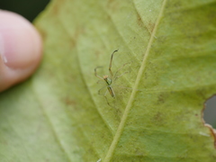 Lyssomanes pauper