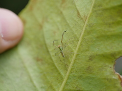 Lyssomanes pauper
