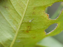 Lyssomanes pauper