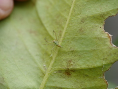 Lyssomanes pauper