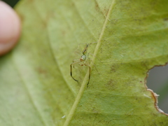 Lyssomanes pauper