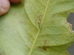 Lyssomanes pauper