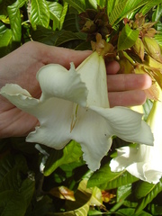 Beaumontia grandiflora