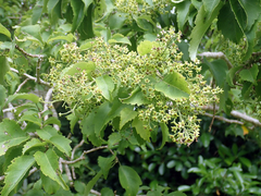 Plagianthus regius chathamicus