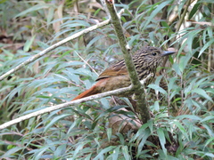 Thripadectes holostictus