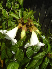 Beaumontia grandiflora
