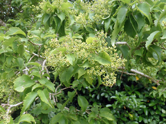 Plagianthus regius chathamicus