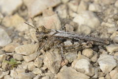 Acrotylus fischeri