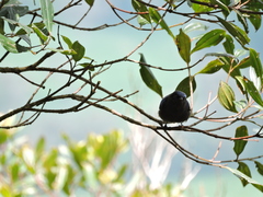 Conirostrum albifrons