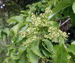 Plagianthus regius chathamicus