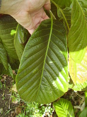 Beaumontia grandiflora