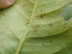 Lyssomanes pauper