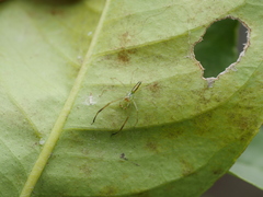 Lyssomanes pauper