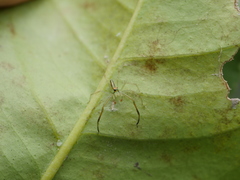Lyssomanes pauper