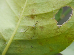 Lyssomanes pauper