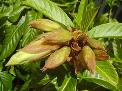 Beaumontia grandiflora